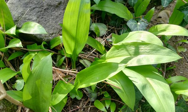 medvehagyma